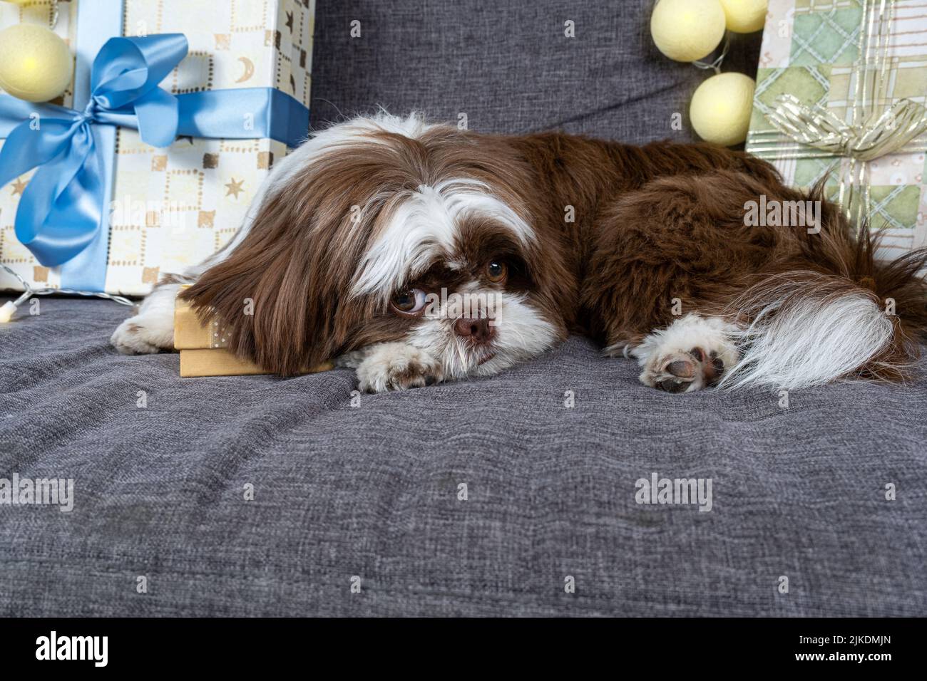 9 Monate alter Shih Tzu, der auf einer goldenen Geschenkbox liegt und zugewandt ist. Stockfoto