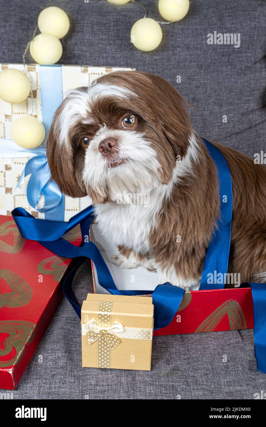 9 Monate alter Shih Tzu starrt und kippt den Kopf, sitzt in einer offenen Geschenkbox. Stockfoto