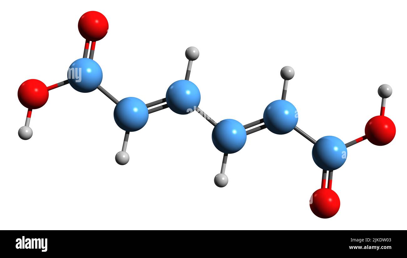 3D Bild der Skelettformel der Mukonsäure - molekulare chemische Struktur der isolierten auf weißem Hintergrund Stockfoto
