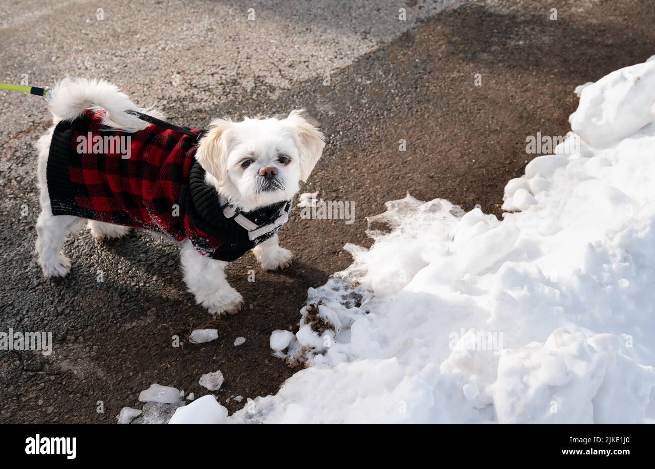 Ein Hund im warmen Lumberjack Red und Black Jumpsuit, der an kalten verschneiten Tagen draußen läuft. Stockfoto