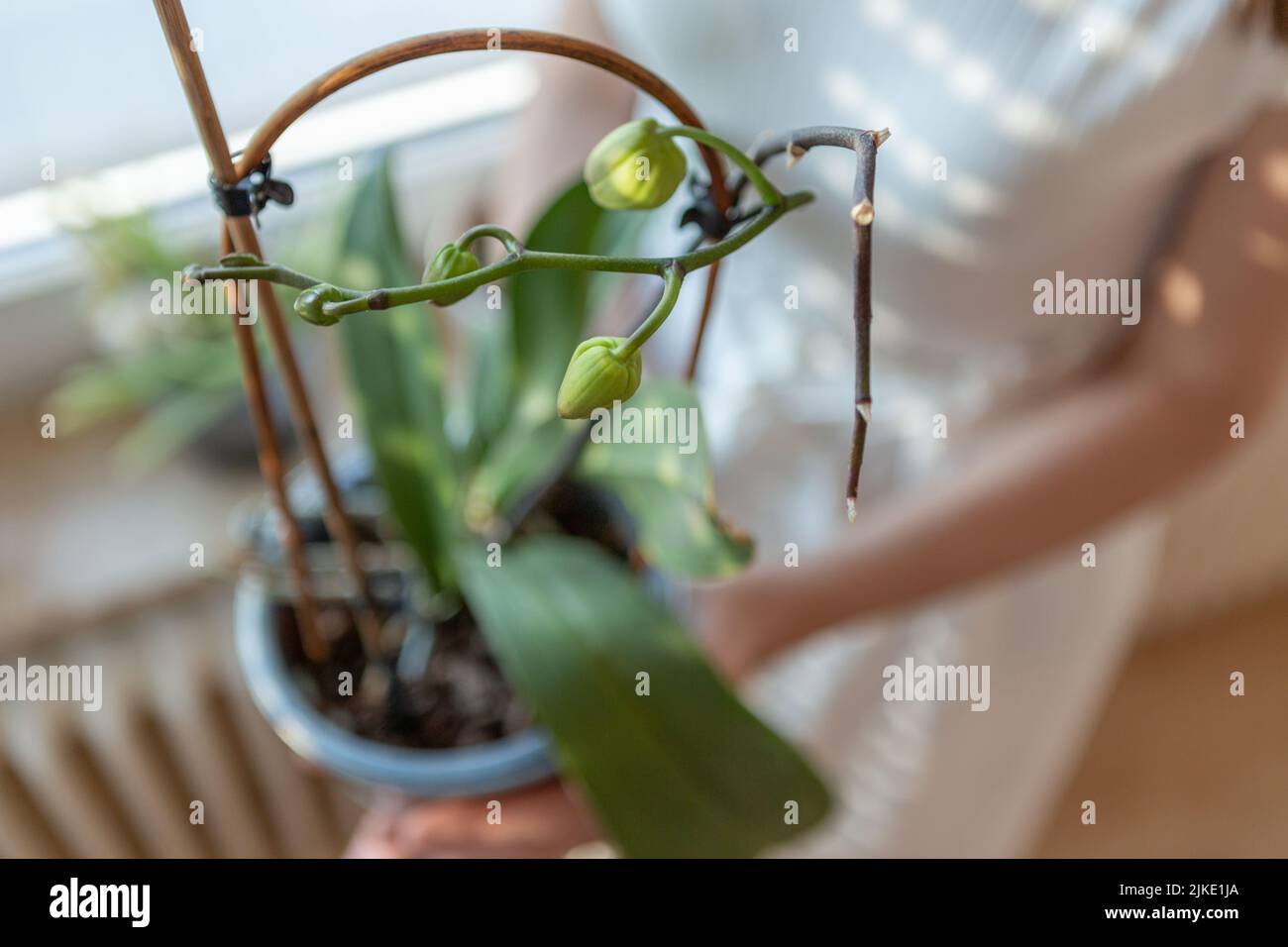 Frau, die eine Orchideenpflanze hält Stockfoto