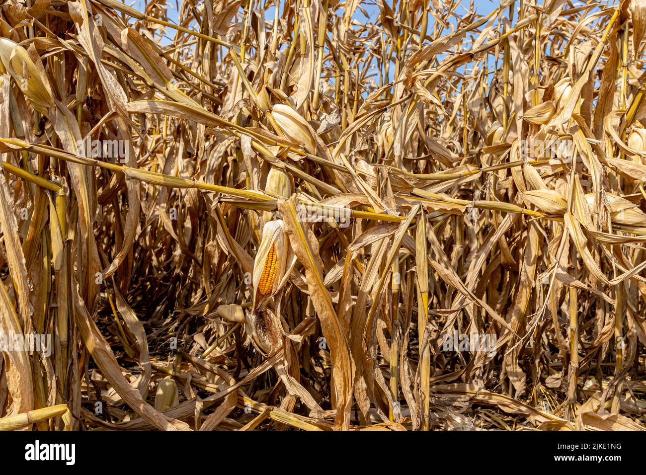 Maisfeld mit über dem Ohr gebrochenen Kornstielen. Konzept für Greensnap, brüchigen Schnapper, Windschäden und Maispflanzen-Verletzungen Stockfoto