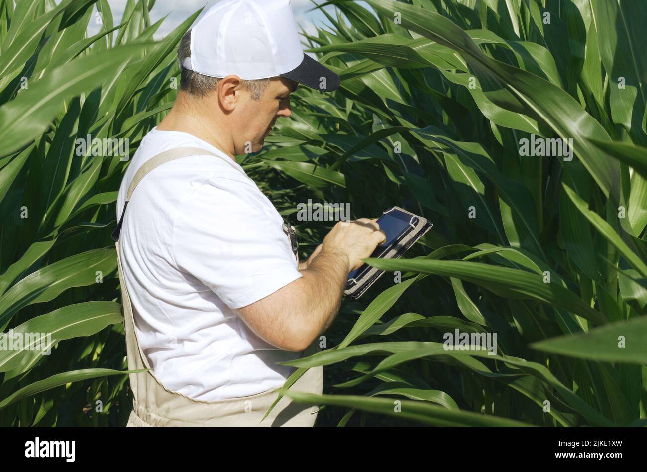 Ein Landwirt inspiziert ein Feld mit wachsendem Mais, schaut auf die Blätter. Agro-industrielles Konzept. Stockfoto
