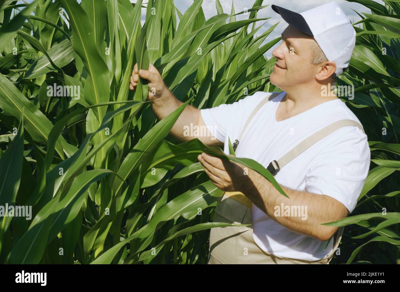 Ein Landwirt inspiziert ein Feld mit wachsendem Mais, schaut auf die Blätter. Agro-industrielles Konzept. Stockfoto