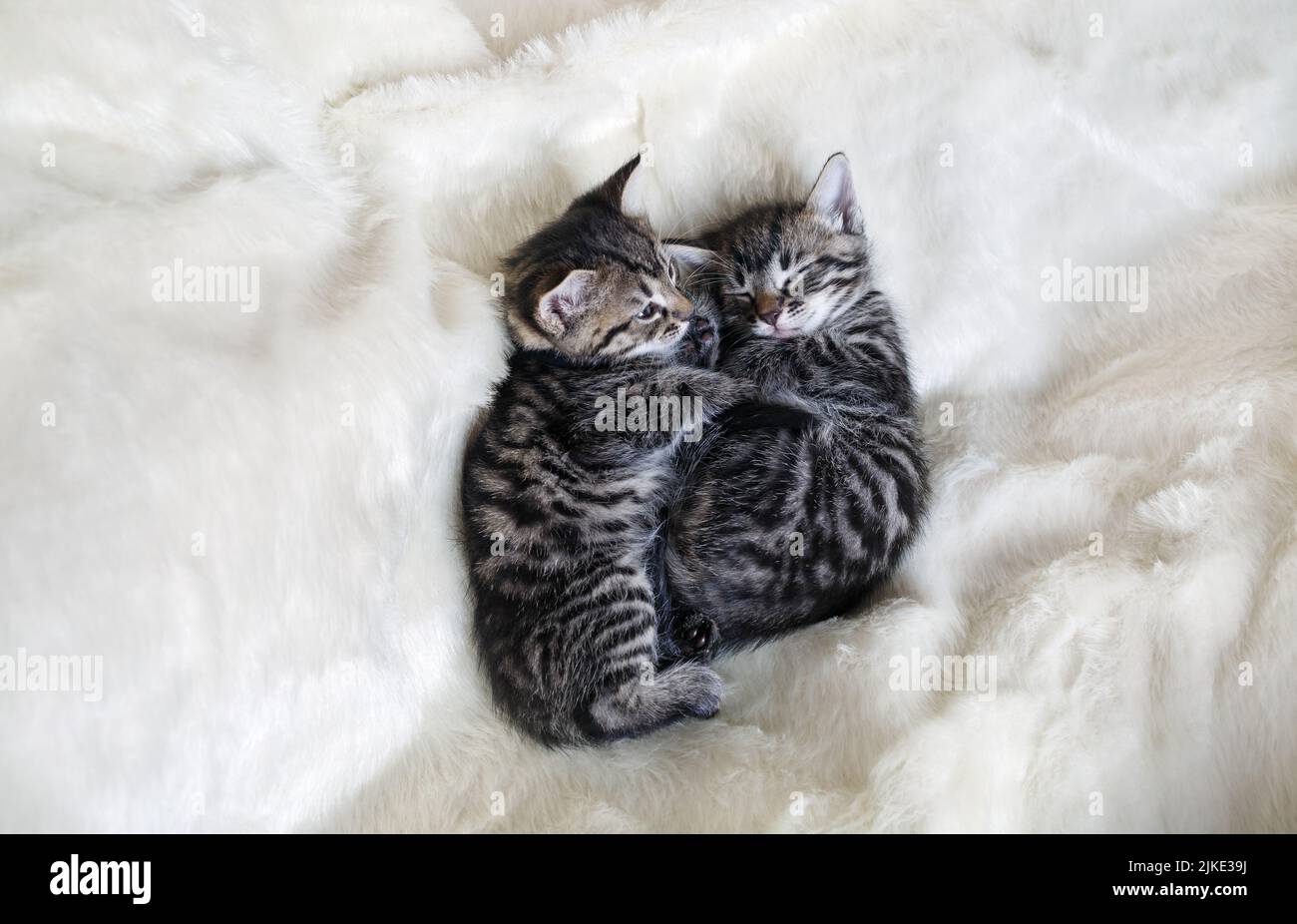 Zwei Kätzchen schlafen zusammen in einem flauschigen weißen Bett. Stockfoto