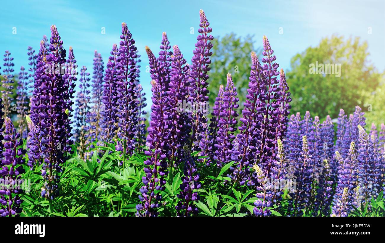 Ein schöner natürlicher Hintergrund für Ihre Projekte im Bannerformat mit einem Feld aus Lupinenblumen an einem klaren Sommertag Stockfoto