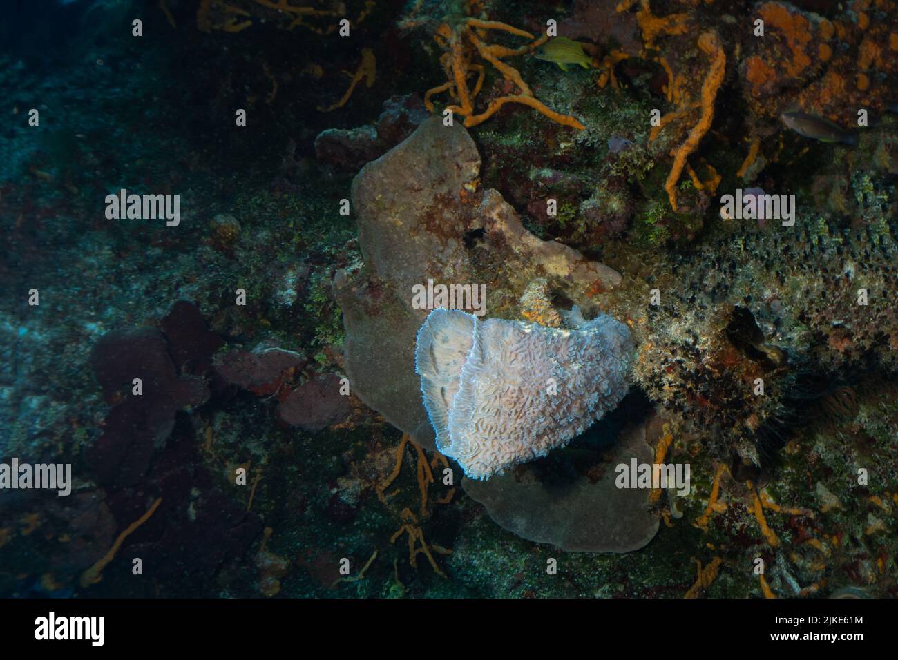 Wunderschöne Schwämme Stockfoto