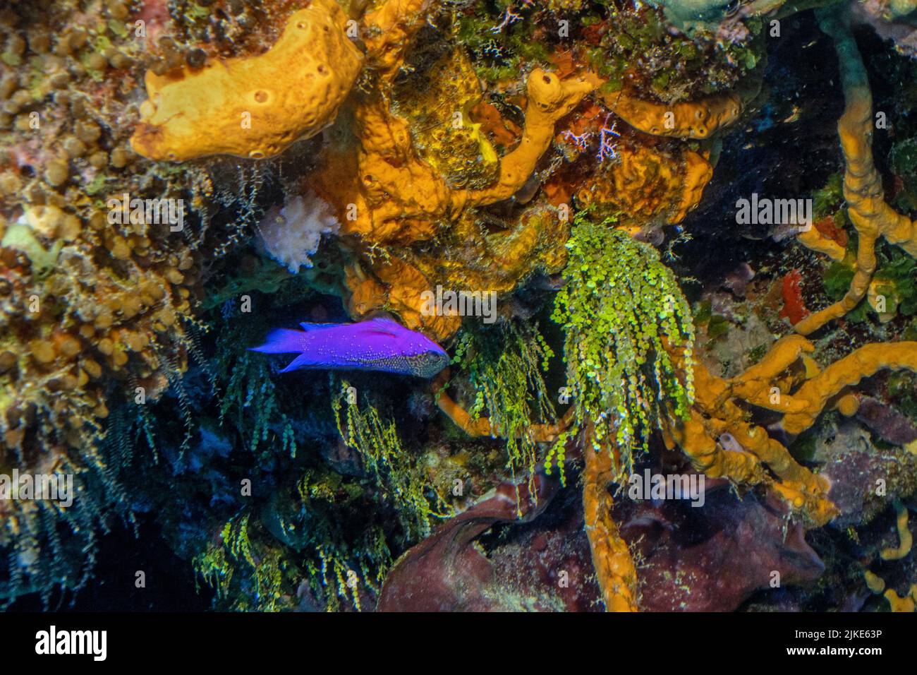 Mönchsgrasmücke Basslet Stockfoto