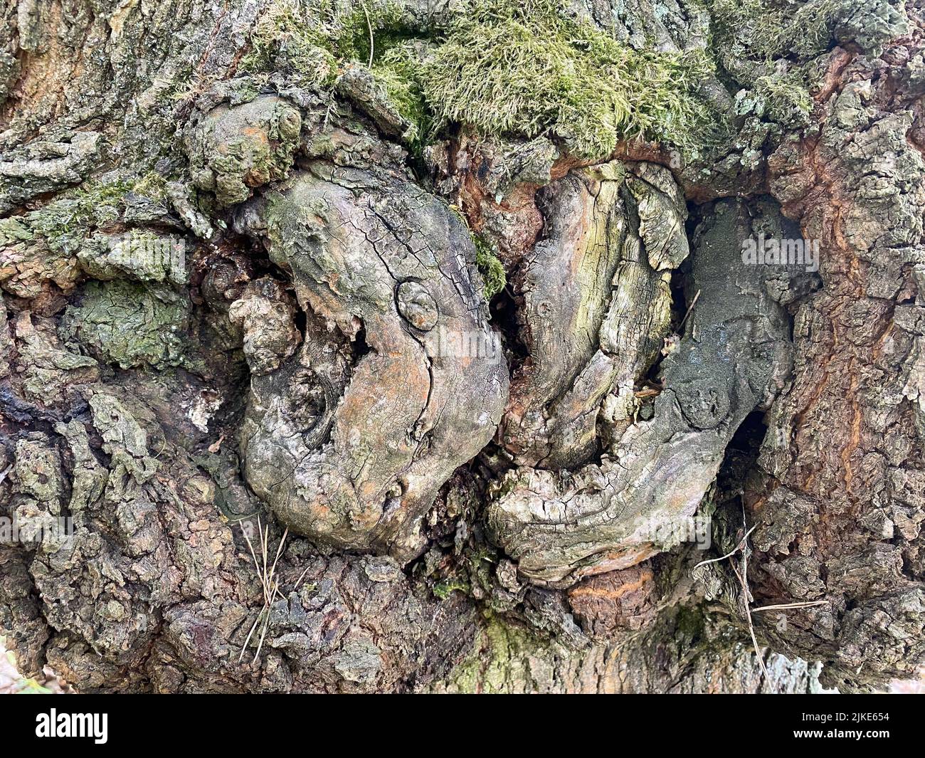 Ruinen des alten jüdischen Friedhofs in Otwock Polen cmentarz żydowski w Otwock Grabsteine jüdischer Friedhof jüdischer Friedhof beit kvarot jüdischer Grabstein Stockfoto
