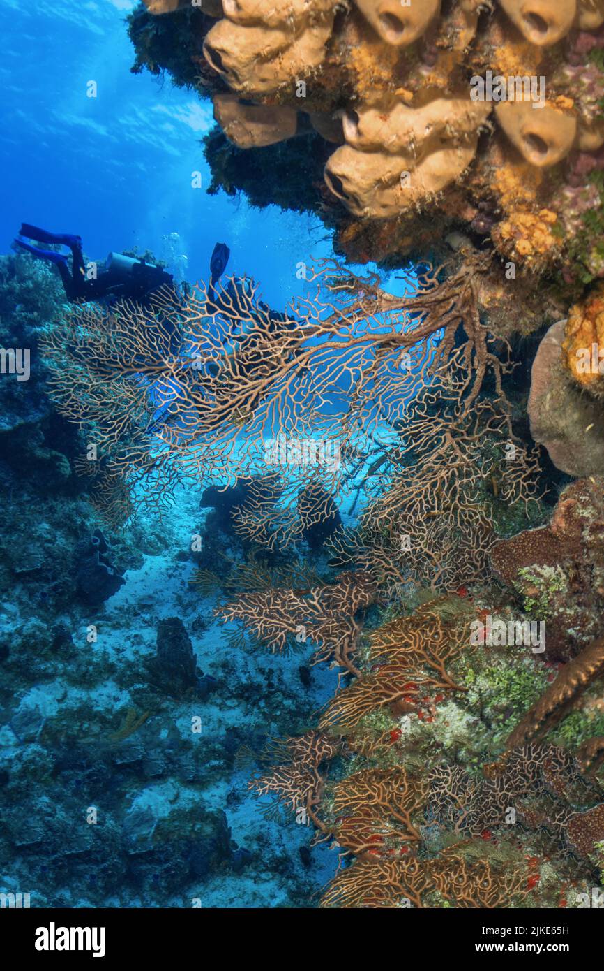 Palencar Wand mit Korallen Stockfoto