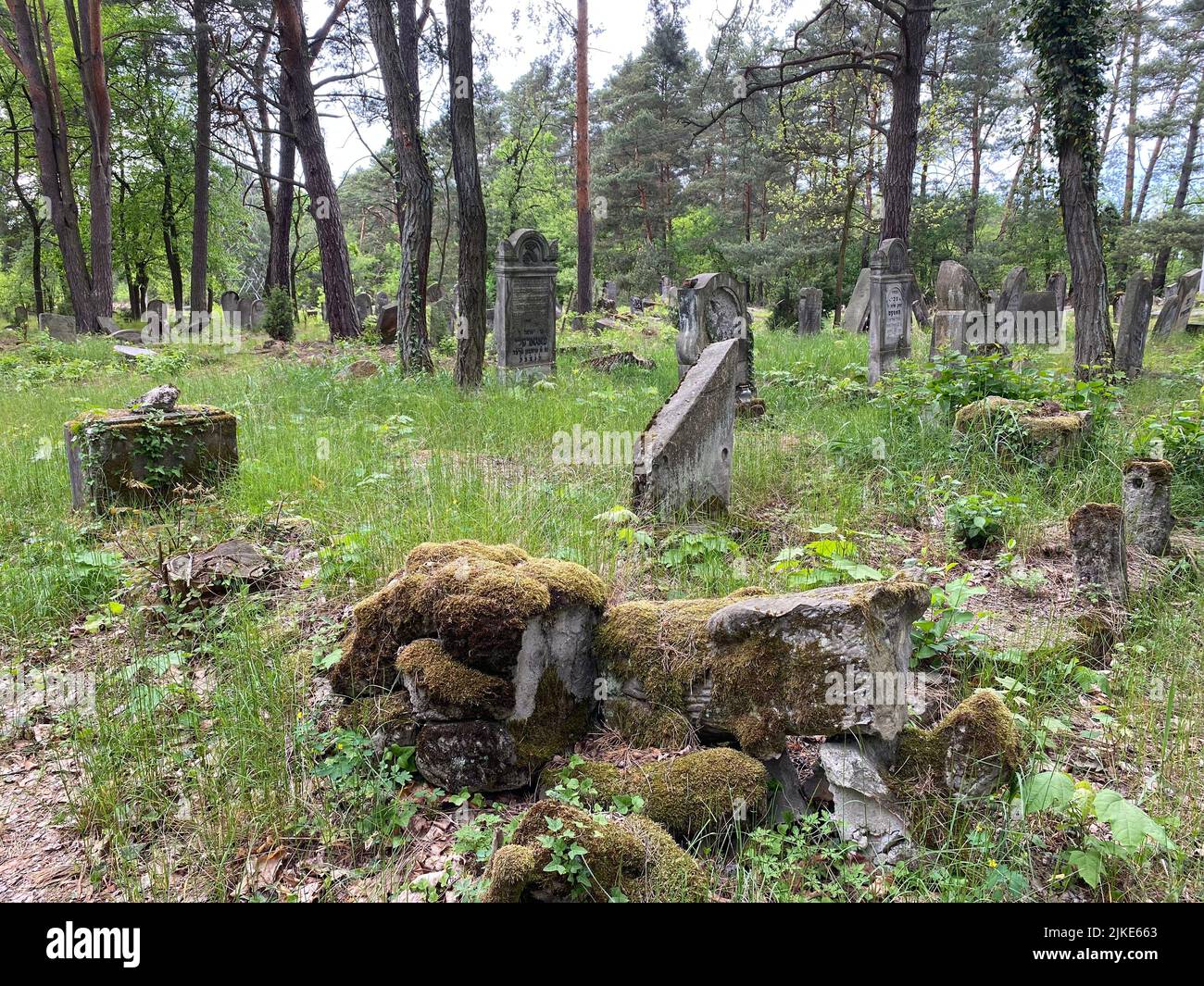 Ruinen des alten jüdischen Friedhofs in Otwock Polen cmentarz żydowski w Otwock Grabsteine jüdischer Friedhof jüdischer Friedhof beit kvarot jüdischer Grabstein Stockfoto