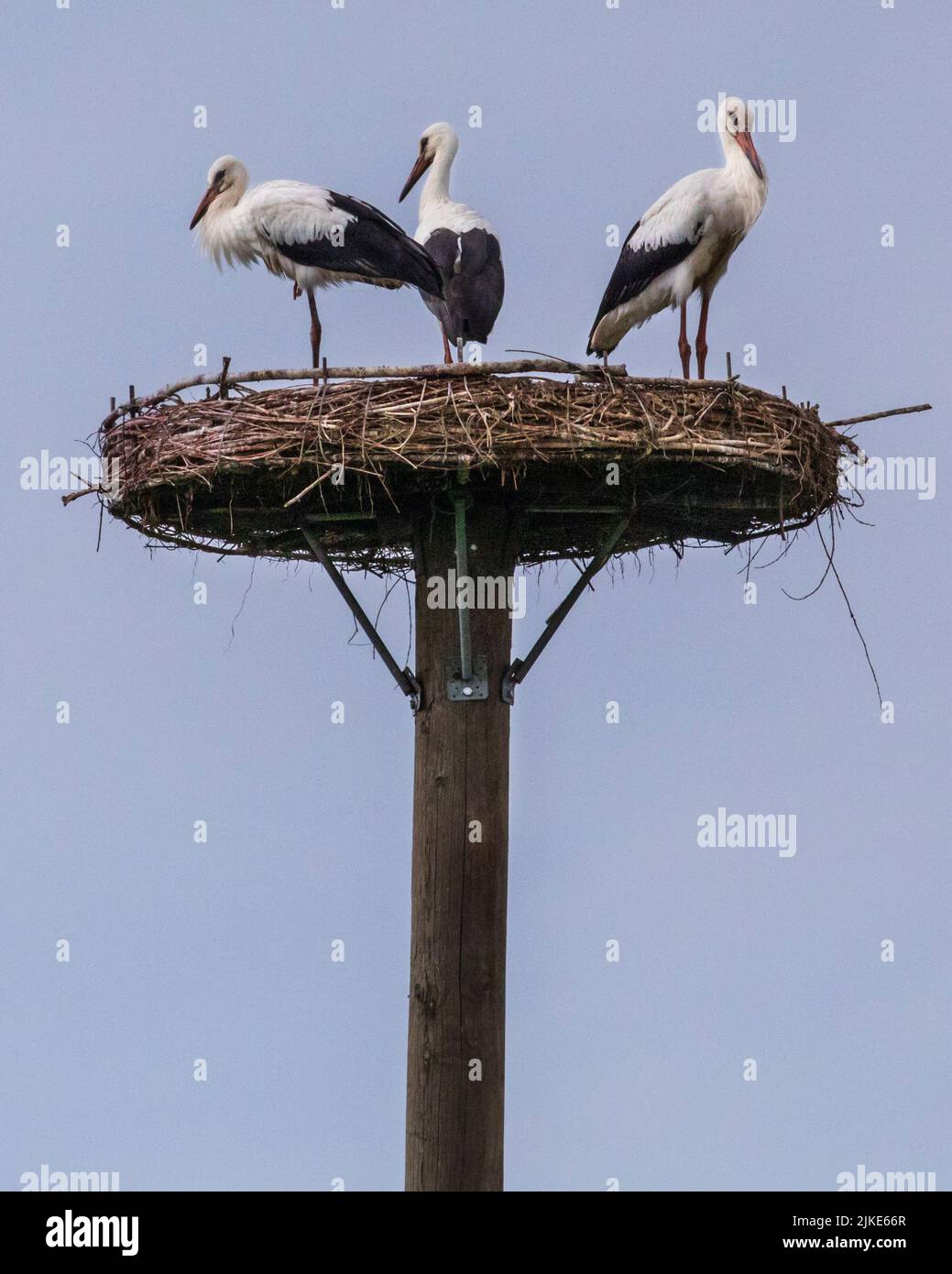 Dülmen, Münsterland, NRW, Deutschland. 1. August 2022. Das Weibchen mit ihren beiden Jungtieren. Eine Familie von zwei erwachsenen Weißstörchen (Ciconia ciconia) mit ihren zwei ca. vier Monate alten Jungtieren, machen sich bereit, ihren Nistplatz zu verlassen, bevor sie sich einer Herde anschließen, um in wenigen Wochen die lange Reise nach Süden für ihren Winterzug zu beginnen. Beide Jungtiere sind jetzt groß genug, um mit ihren Eltern auf täglichen Flügen und auf Nahrungssuche in der Gegend zu sein. Kredit: Imageplotter/Alamy Live Nachrichten Stockfoto