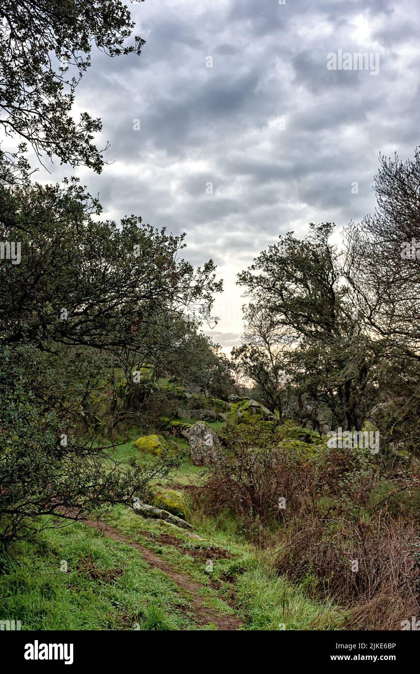 Plantas y Vistas del Parque Regional del Curso Medio del Río Guadarrama en la Comunidad de Madrid, España Stockfoto