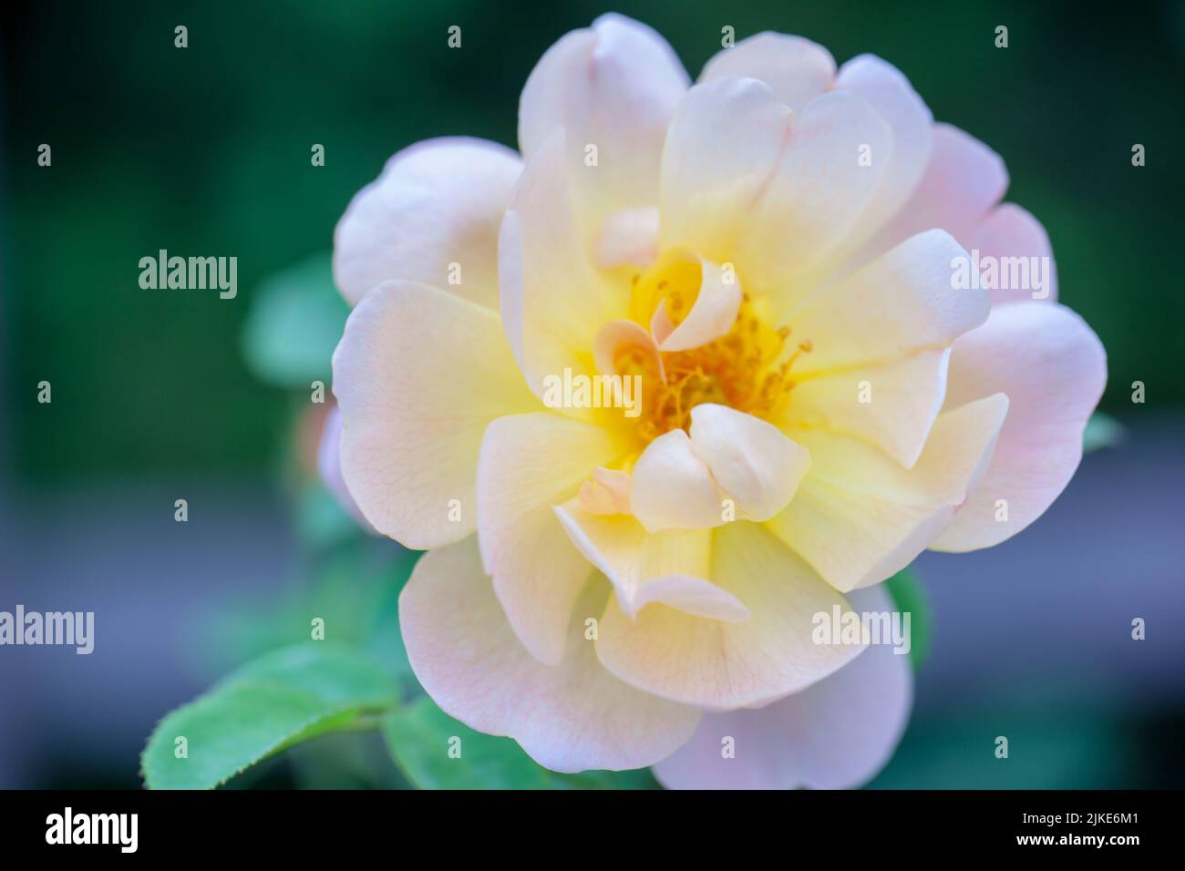 Nahaufnahme der englischen Strauchrose , „The Lark Ascending“, die in einem britischen Garten wächst. Stockfoto