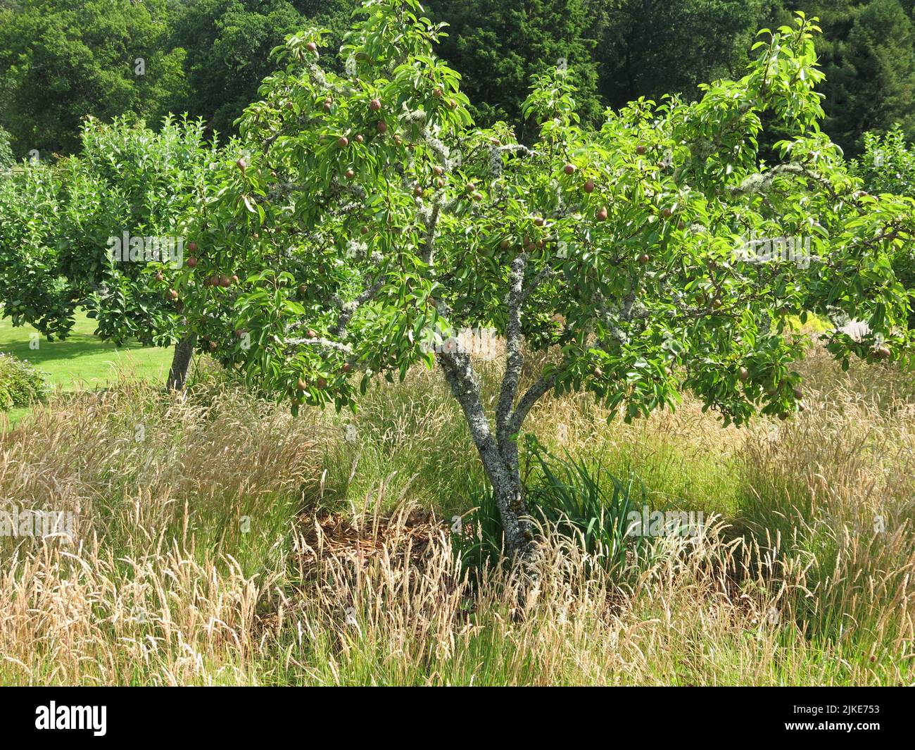Im Obstgarten des ummauerten Gartens im Logie House in der Nähe von Forres im Nordosten Schottlands sind reife Obstbäume mit Gräsern unterpflanzt. Stockfoto