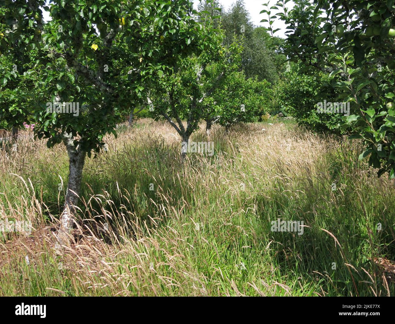 Im Obstgarten des ummauerten Gartens im Logie House in der Nähe von Forres im Nordosten Schottlands sind reife Obstbäume mit Gräsern unterpflanzt. Stockfoto