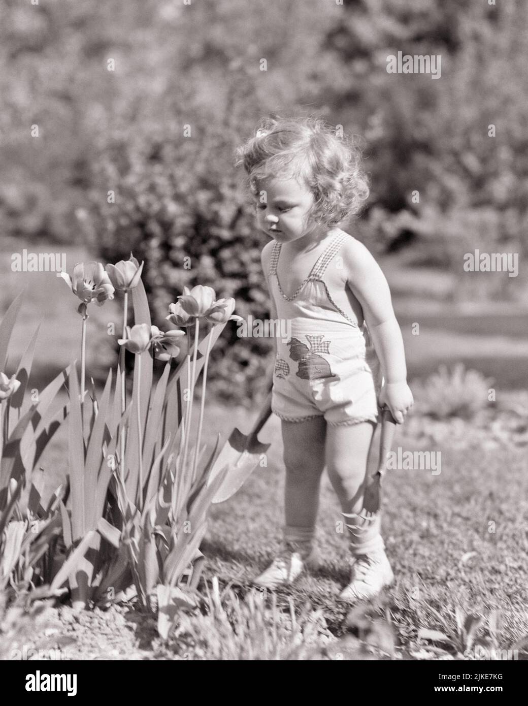 1930S 1940S KLEINES KLEINKIND MÄDCHEN TRÄGT STRAMPLER PLAYSUIT IM GARTEN STEHEND BLICK AUF TULPEN UND HÄLT GARTENGERÄTE - J201 HAR001 HARS IN VOLLER LÄNGE B&W GÄRTNER ENTDECKUNG UND TULPEN STILVOLLE KINDHEIT WACHSTUM JUGENDLICHE FRÜHLING BABY MÄDCHEN SCHWARZ UND WEISS KAUKASISCHE ETHNIE HAR001 ALTMODISCH Stockfoto