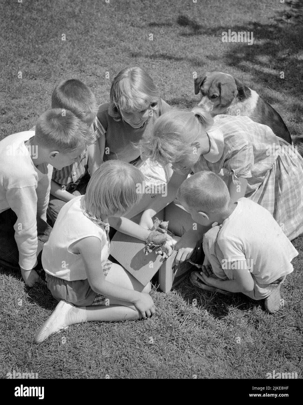 1960S GRUPPE VON KINDERN UND EIN HUND HILFT EINEM VERLETZTEN VOGEL - J9120 HAR001 HARS B&W TEMPTATION FLÜGEL SÄUGETIERE HOCH ANGLE ABENTEUER ENTDECKUNG SCHUTZ UND HUNDE AUFREGUNG POOCH UNTERSTÜTZUNG WIRBELTIEREN WARMBLÜT HUNDE ZUSAMMENARBEIT GEFIEDERTE WACHSTUM SÄUGETIER PRE-TEEN PRE-TEEN MÄDCHEN ZWEISAMKEIT GEFLÜGELTE ZWEIPEDAL SCHWARZ UND WEISS KAUKASISCHE ETHNIE EIERLEGENDE HAR001 ALTMODISCH Stockfoto