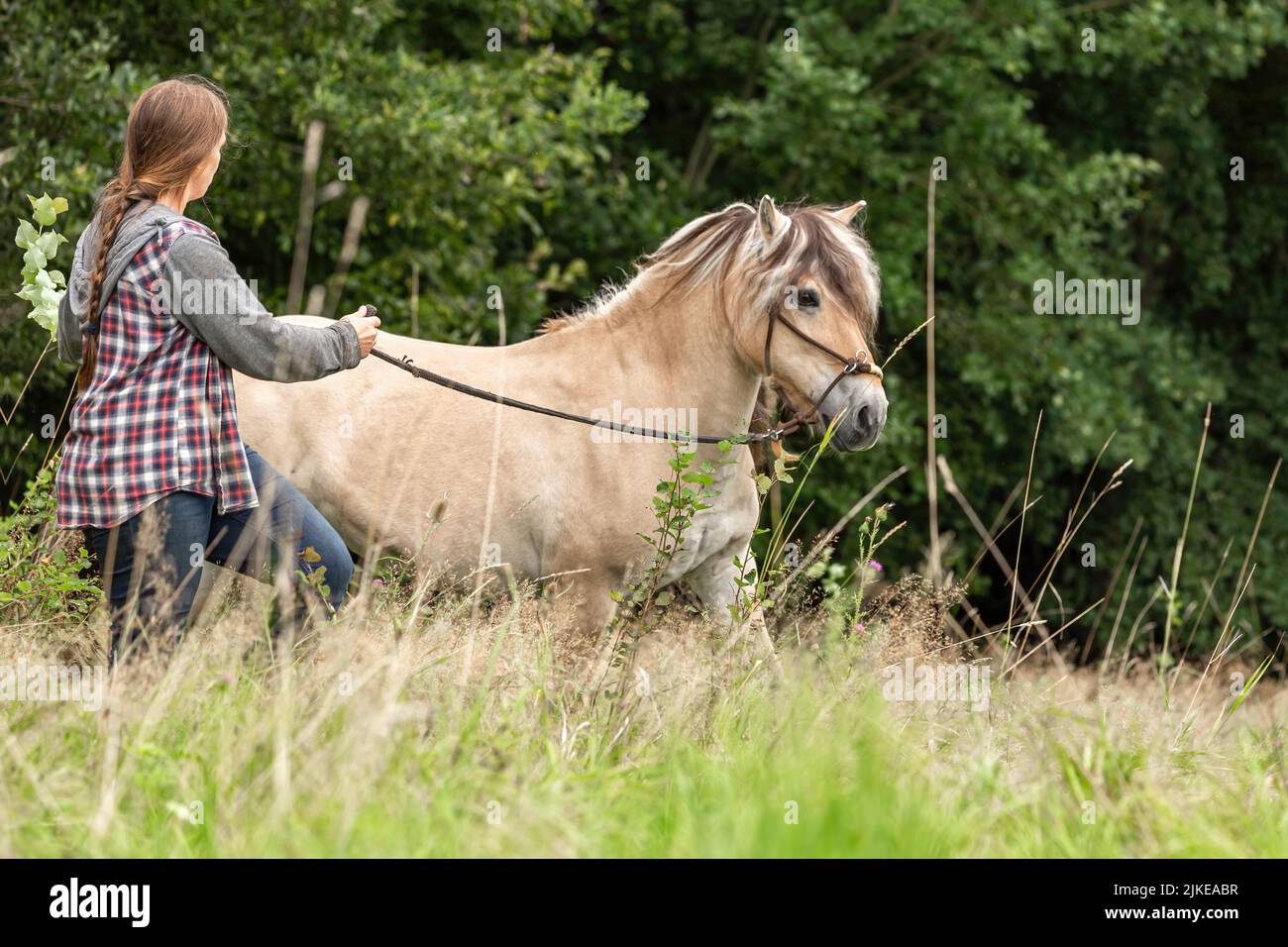 Natürliches Reitkonzept: Eine Frau, die im Sommer im Freien mit ihrem norwegischen Fjordpferd an einem Longseil arbeitet. Reiten und Pferdebindung Stockfoto