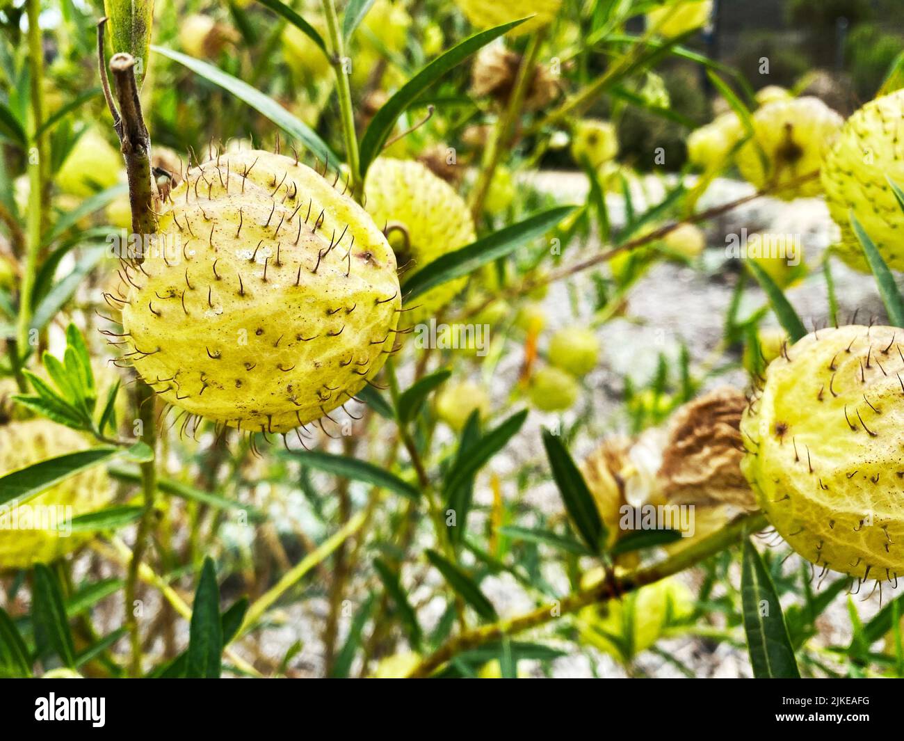 Ballonpflanze, Gomphocarpus physocarpus Stockfoto