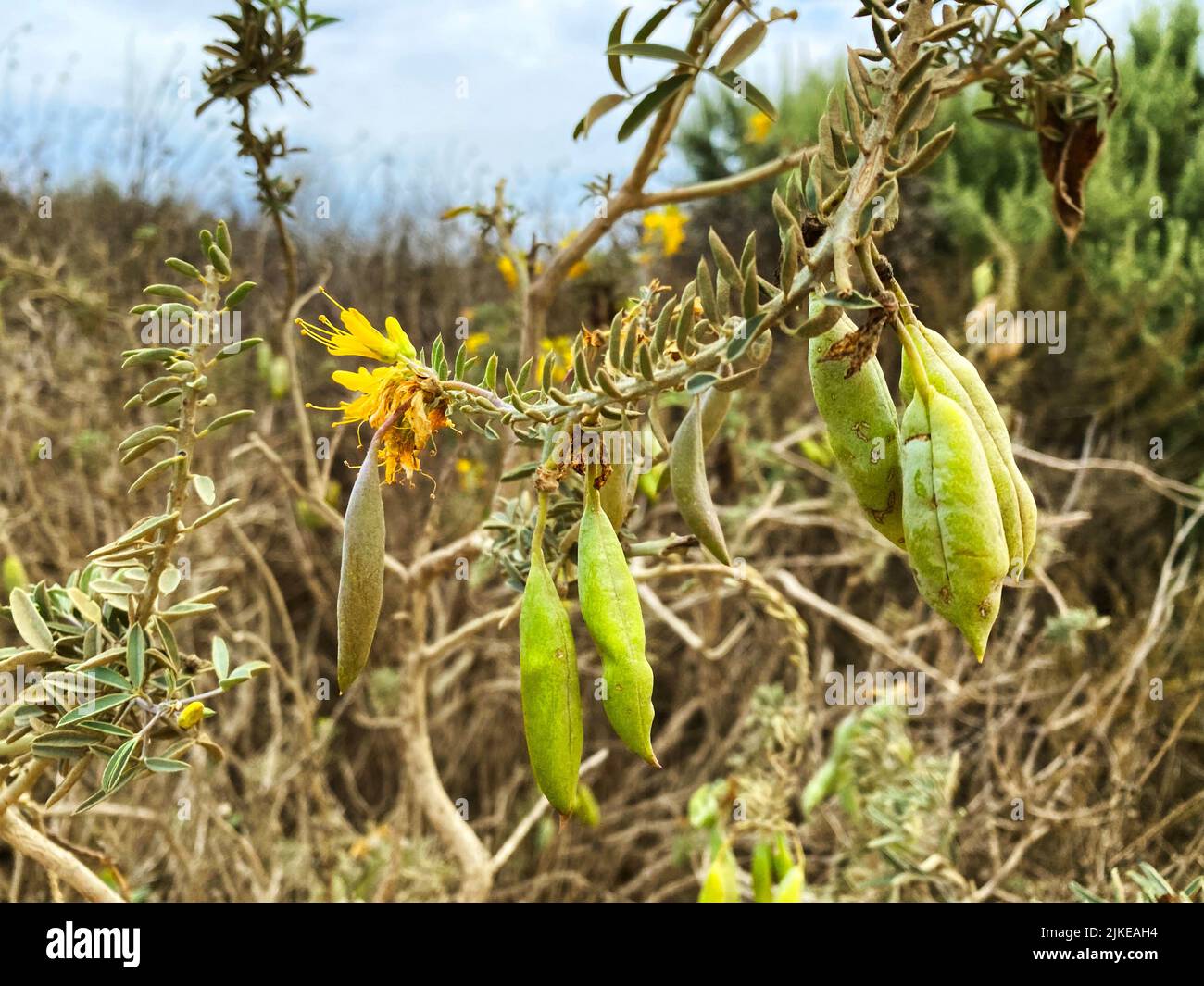 Spinnenblumen oder Bladderpods, Cleomella arborea Stockfoto