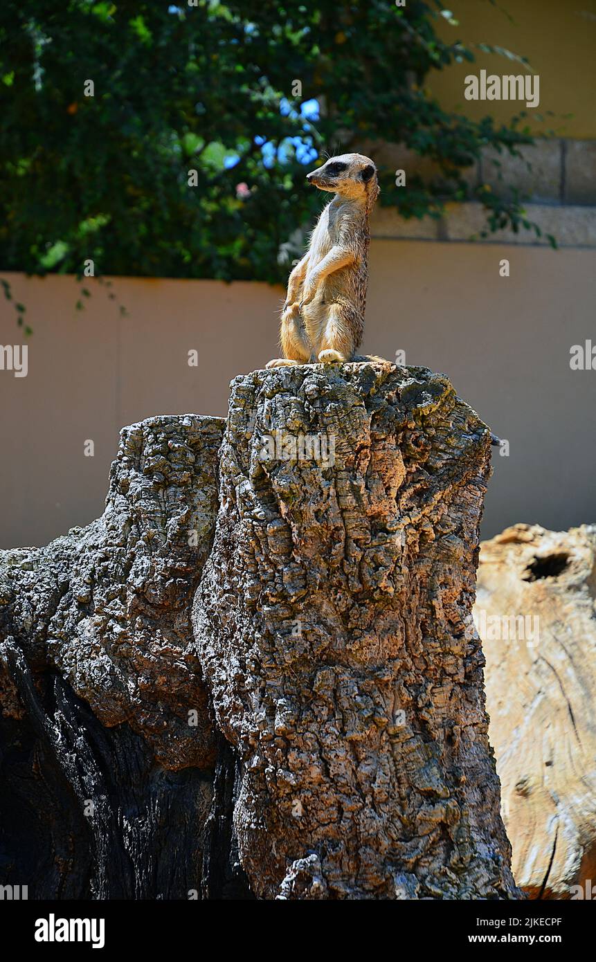 Statische Überwachung Stockfoto