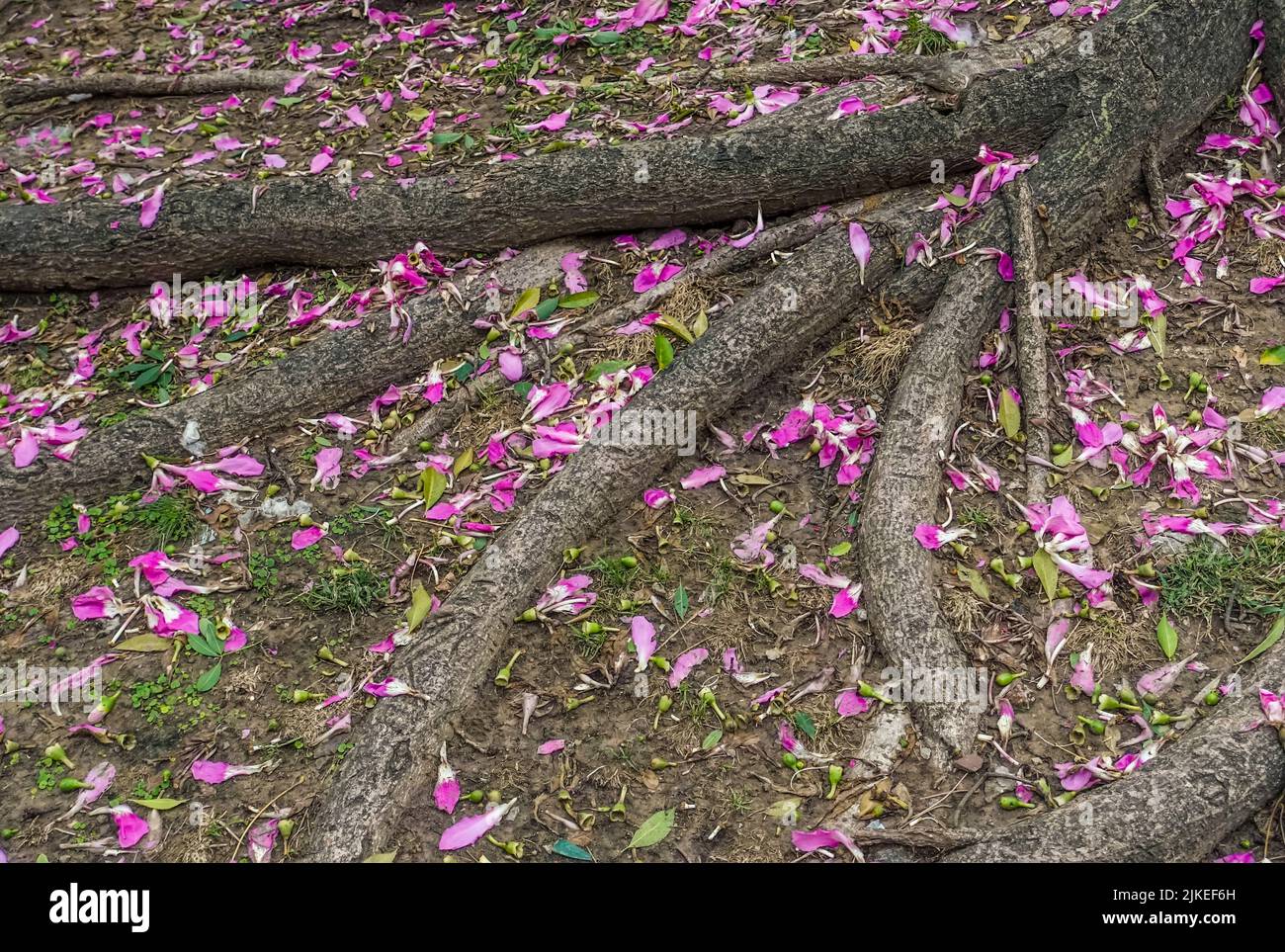 Baumwurzeln mit Blütenblättern Stockfoto