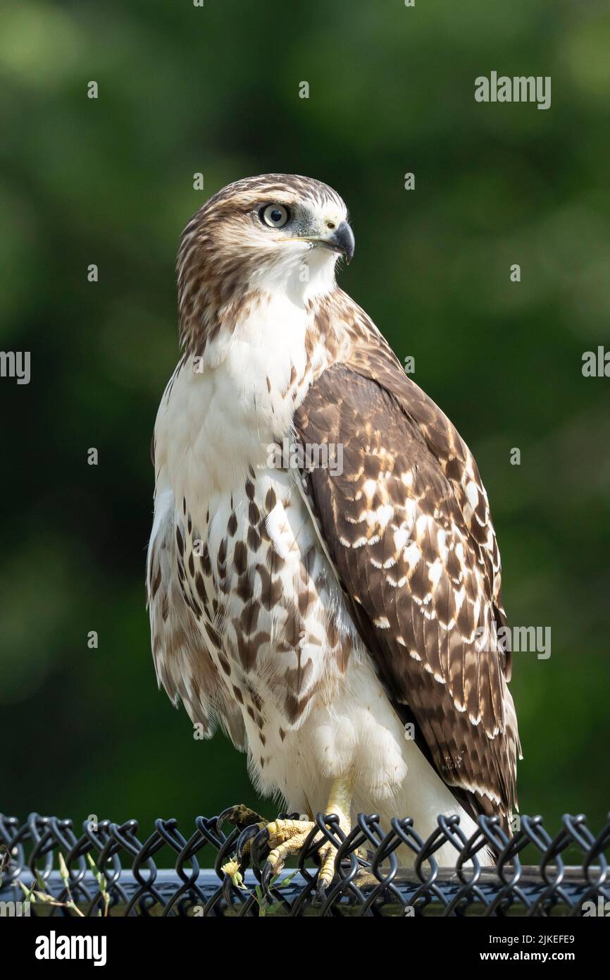 Rotschwanzschwanzhake (Buteo jamaicensis) Stockfoto