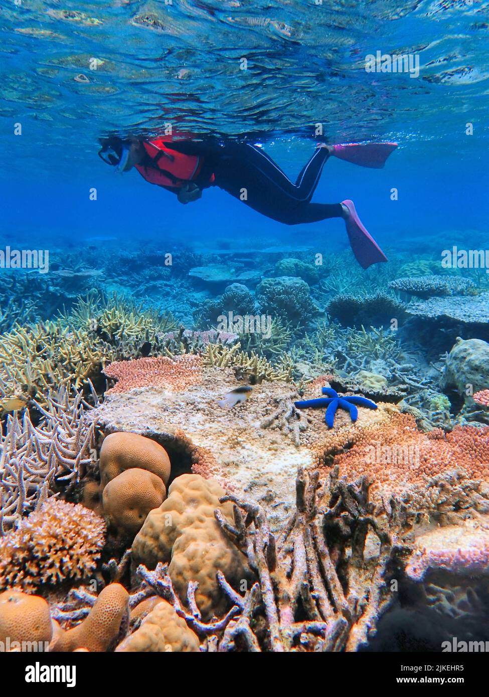 Indonesia Anambas Islands - Frauen schnorcheln im Korallenriff Stockfoto