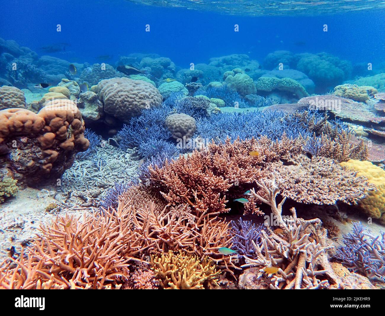 Indonesia Anambas Islands - farbenfrohes Korallenriff mit tropischen Fischen Stockfoto
