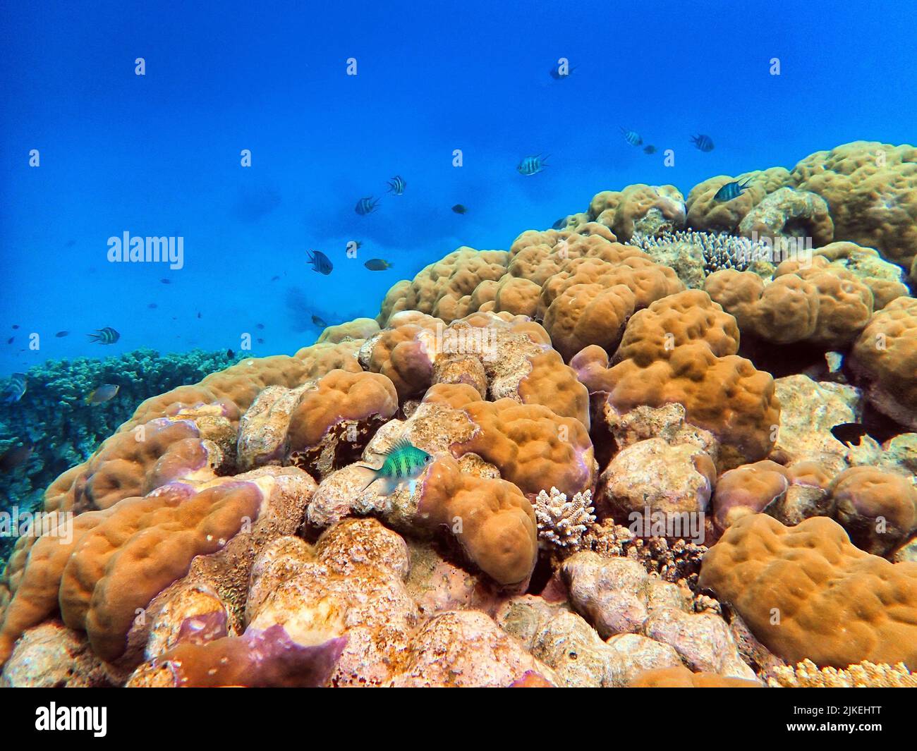 Indonesia Anambas Islands - farbenfrohes Korallenriff mit tropischen Fischen Stockfoto