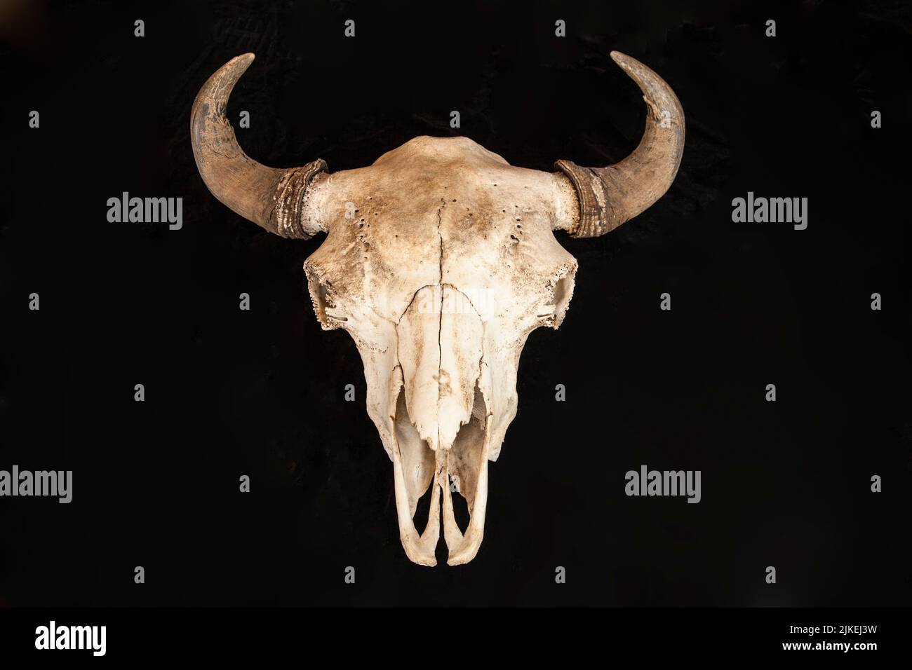 Verwitterter Schädel eines Bisons, der für spirituelle Zeremonien br viele Stämme verwendet wird Stockfoto
