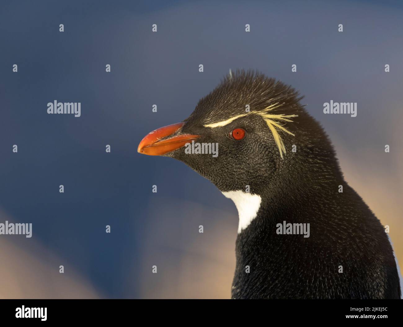 Der südliche Steinhopper-Pinguin (Eudyptes chrysocome) ist ein temperamentvoller Haubenpinguin. Das Bild wurde auf den Falklandinseln aufgenommen Stockfoto
