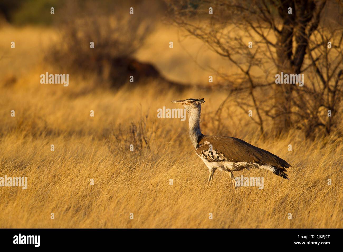 Kori Bustard (Ardeotis Kori) auf dem Boden in trockenem Gras Stockfoto