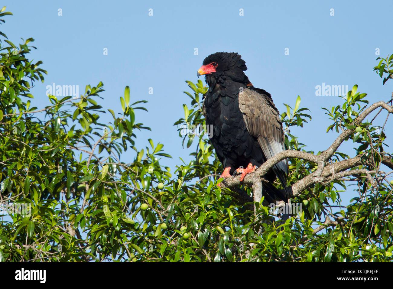 Bateleur-Adler (Terathopius ecaudatus) in einem Baum (nicht identifiziert) Stockfoto