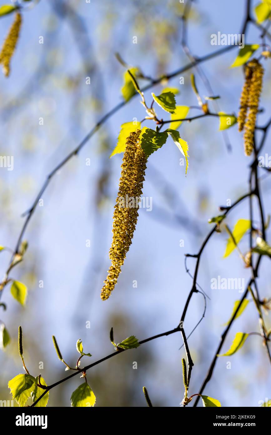 Birkenkätzchen während der Blüte in der Frühjahrssaison, Birkenkätzchen in der Frühjahrssaison bei sonnigem Wetter Stockfoto