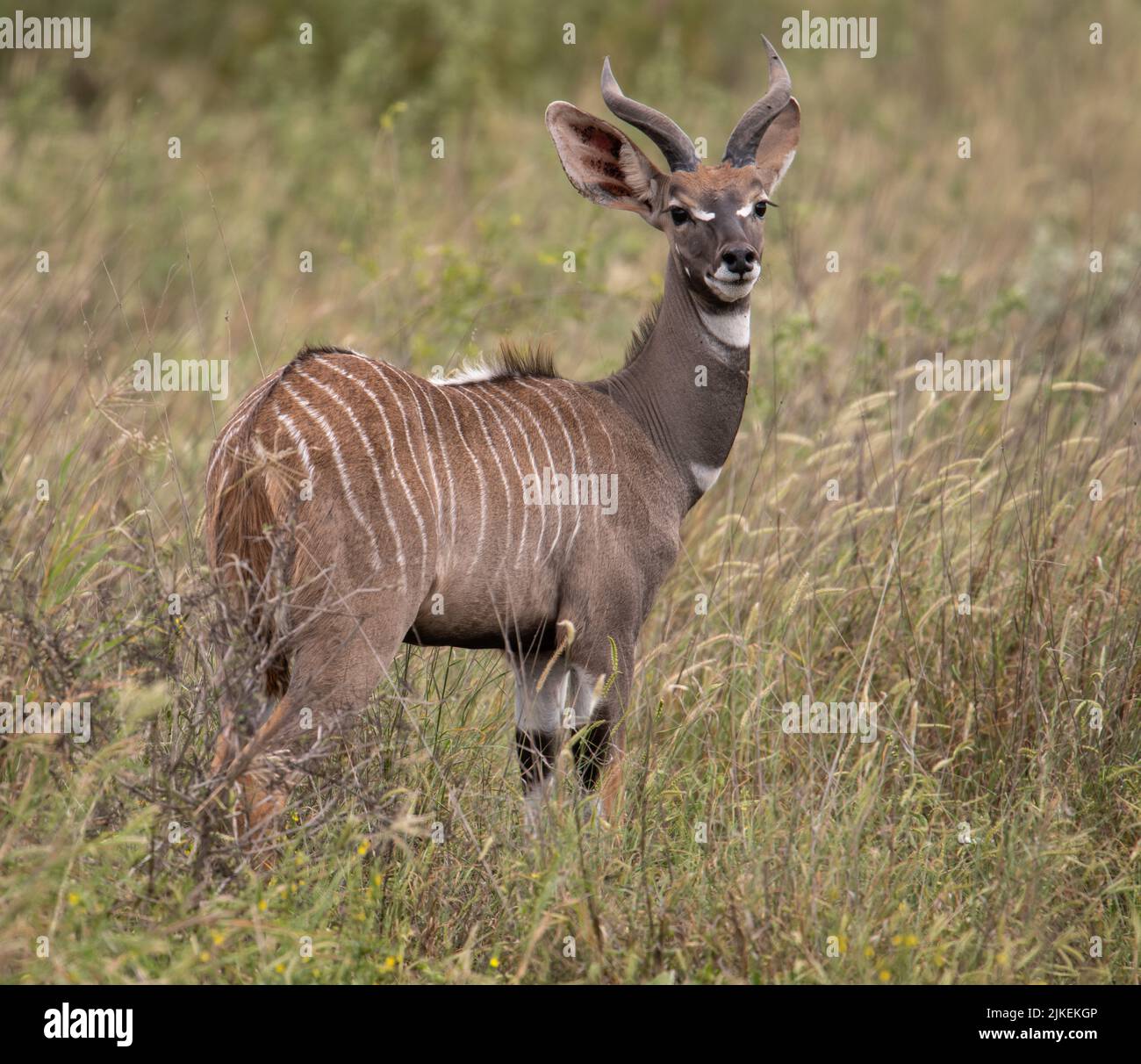 Kleiner männlicher Kudu, der im hohen Gras des Waldes von Tsavo West, Kenia, steht. Stockfoto