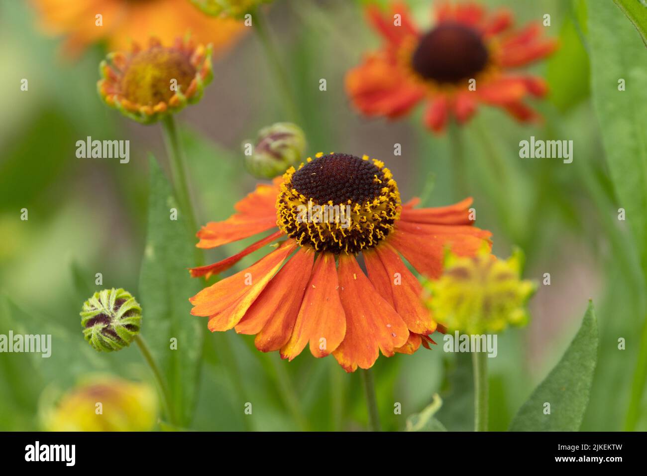 Farbenfrohe helenium-Blüten in einem Sommergarten Stockfoto