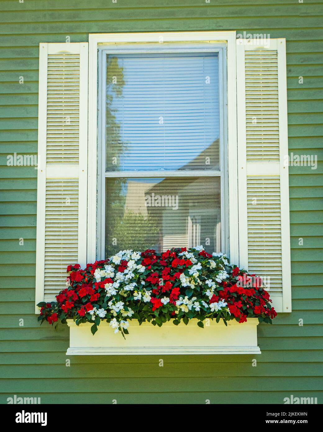 Fensterbox gefüllt mit rot-weißen Impatiens Blumen mit Fenster, die ein anderes Zuhause reflektieren Stockfoto