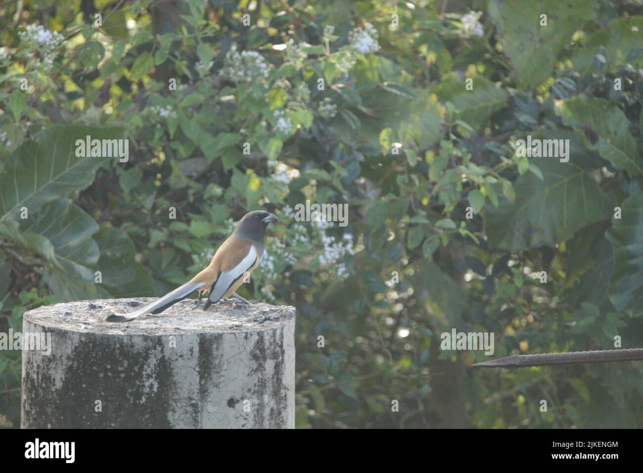 Birds of Nagarhole National Park, Indien. Stockfoto