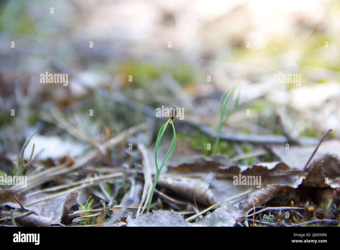 Aus einem Samen sprießt ein kleiner Kieferbaum Stockfoto
