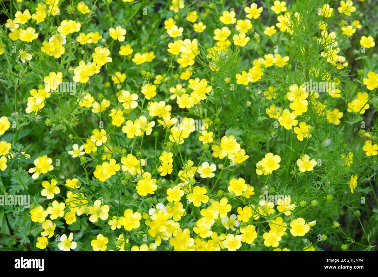 Naturhintergrund mit vielen kleinen gelben Wiesen-Butterblumen und grünen Blättern. High-Angle-Ansicht. Stockfoto