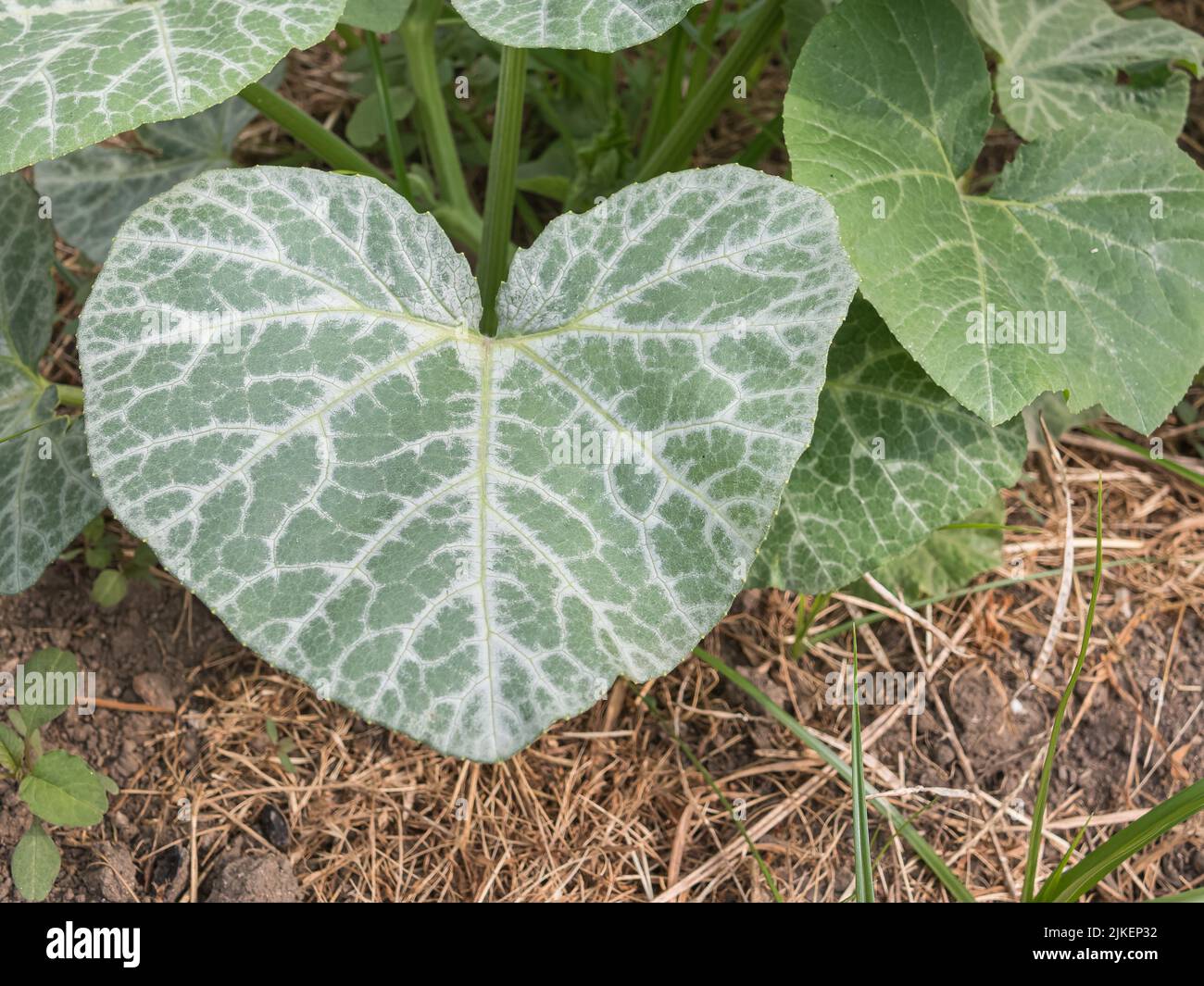 Kürbispflanzenblatt wächst im Sommer im Gemüsegarten im Freien Stockfoto