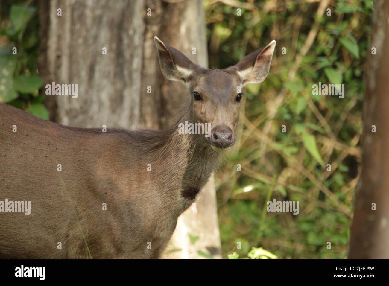 Sambar Deer im Nagarhole National Park, Indien Stockfoto