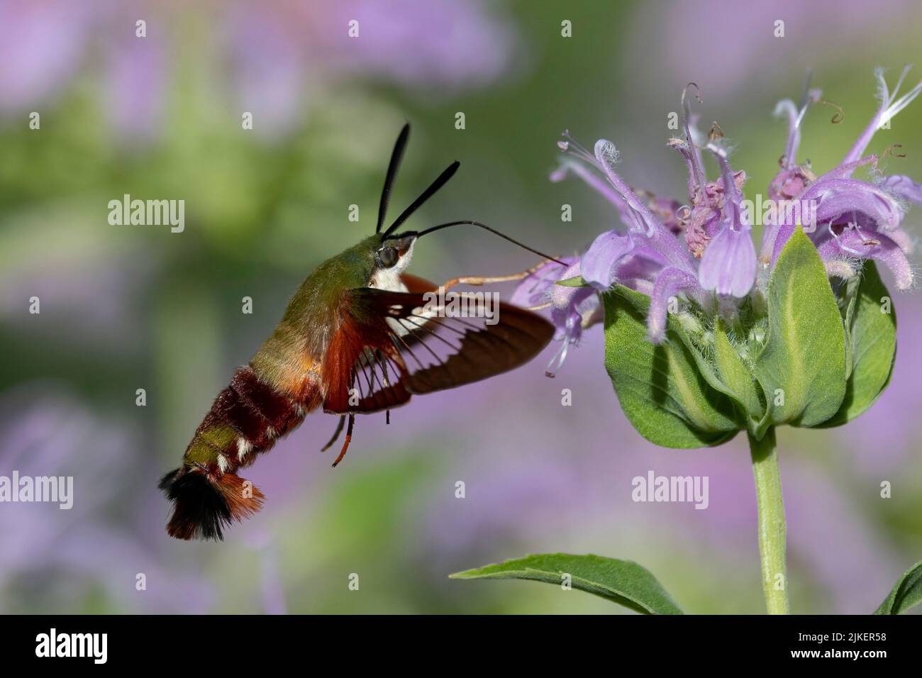 Kolibri-Clearwing-Motte (Hemaris thysbe), die sich an einer wilden Bergamotte ernährt Stockfoto