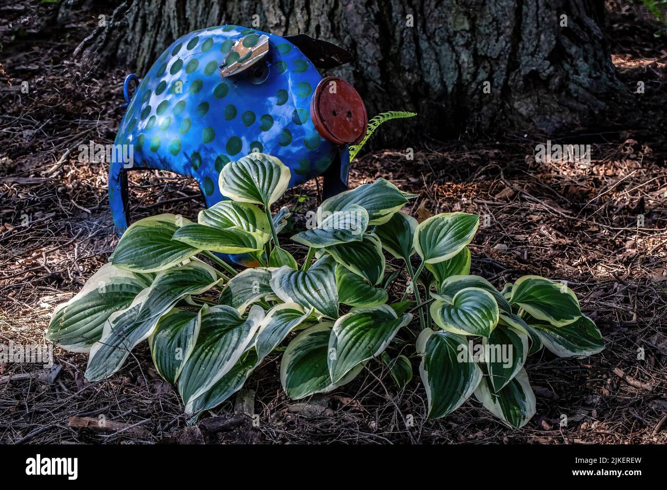 Blaue Polka gepunktet Zinn Schwein Rasen Ornament hinter einigen schönen Hostas in einem Sommergarten. Stockfoto