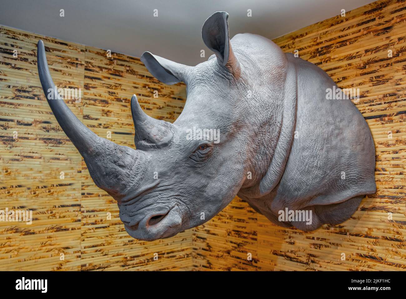 Mumie-Trophäe des südlichen weißen Nashorns und des großen Horns Stockfoto