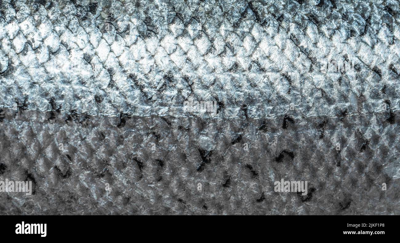 Fischschuppen Hintergrund aus nächster Nähe. Lachsschuppen aus nächster Nähe. Textur von Fischschuppen. Webbanner. Draufsicht Stockfoto