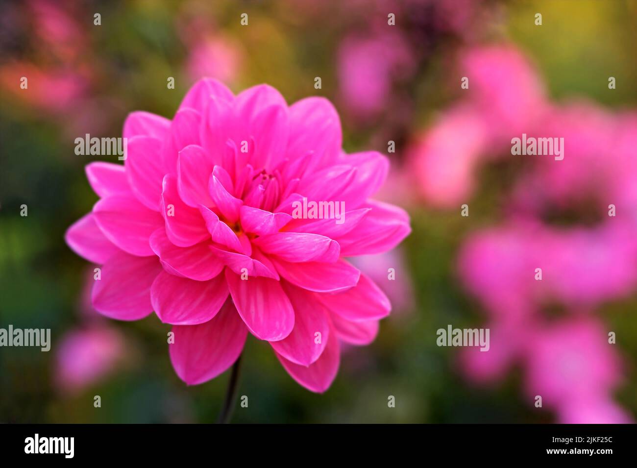 Schöne Blumen aus meinem Garten. Eine Reihe von schönen Gartenfotos. Stockfoto