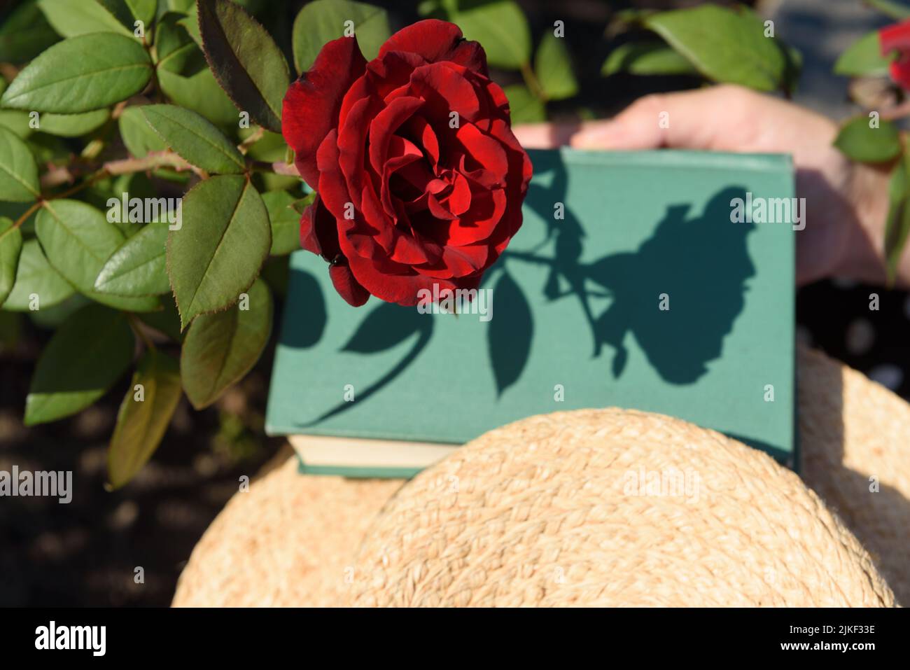 Dunkelrote Rose und ihr Schatten auf einem Buch, das von der Hand einer Frau und einem Strohhut in der Nähe gehalten wurde, Blick von oben. Stockfoto